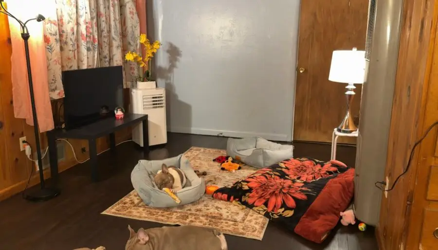 French Bulldog Room Tour | The Famous Frenchies Dream Bedroom