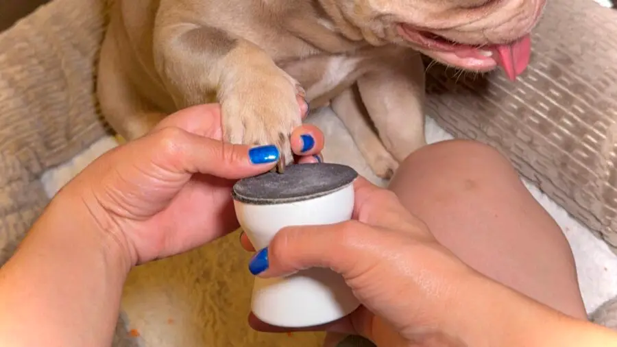 The Ultimate French Bulldog Grooming Routine