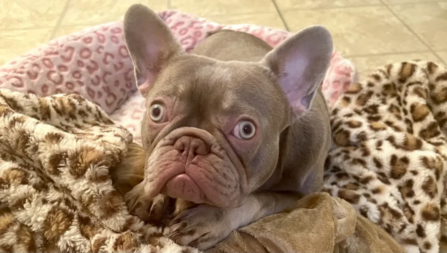 Pumpkin the French Bulldog: Her Story, Personality, and Puppies