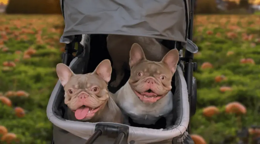 Do French Bulldogs Get Cold? How to Keep Your Frenchie Warm This Fall